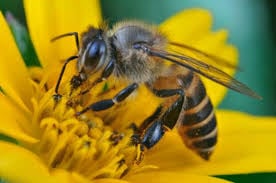 Poppys Bees logo